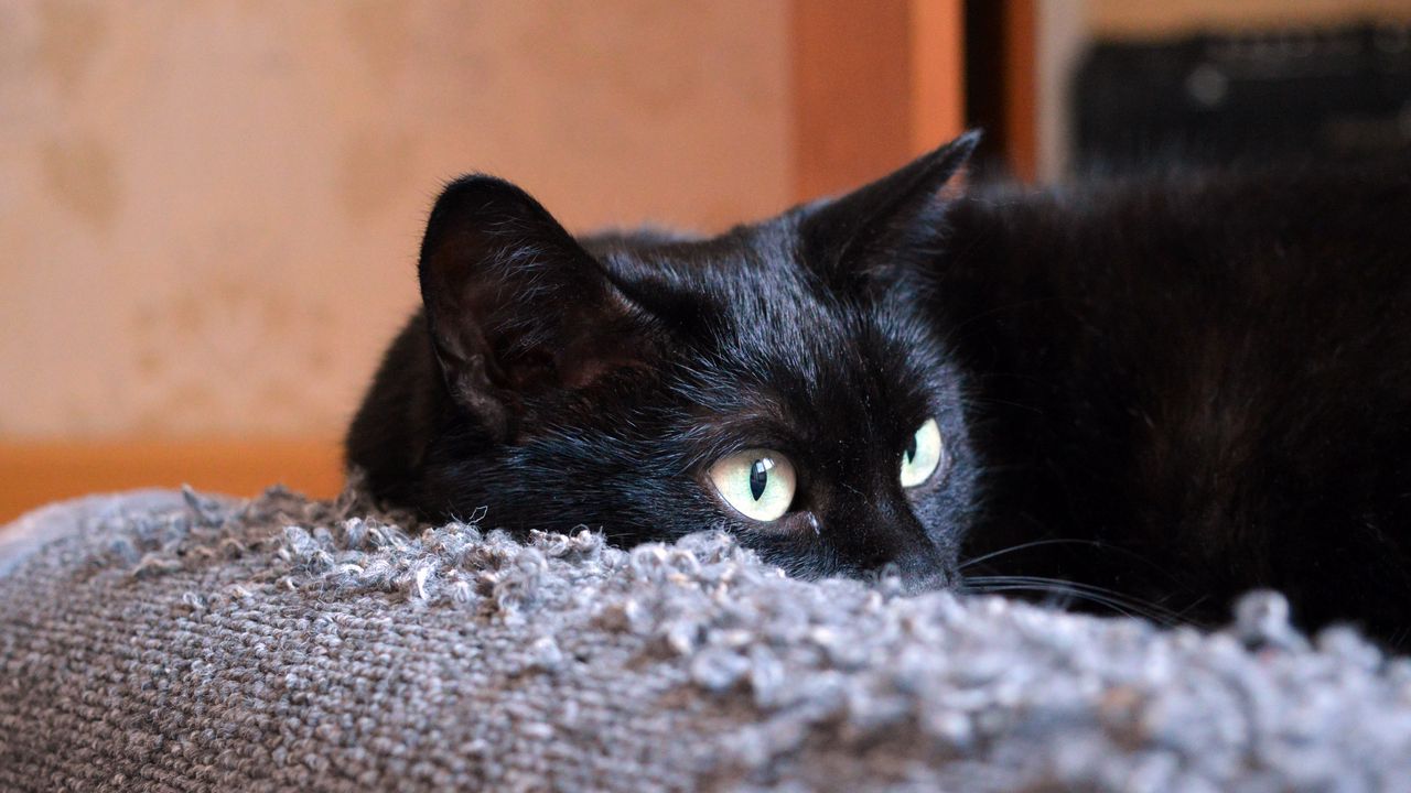 Wallpaper cat, black, face, lies