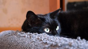 Preview wallpaper cat, black, face, lies