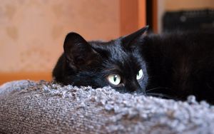 Preview wallpaper cat, black, face, lies