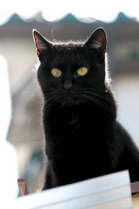 Preview wallpaper cat, black, face