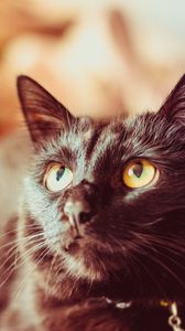 Preview wallpaper cat, black, glance, muzzle, pet