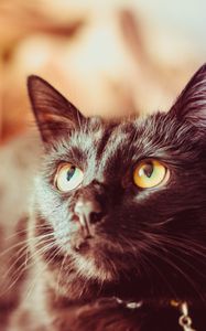 Preview wallpaper cat, black, glance, muzzle, pet