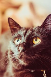 Preview wallpaper cat, black, glance, muzzle, pet