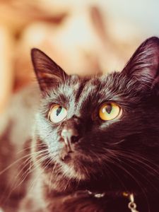 Preview wallpaper cat, black, glance, muzzle, pet