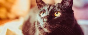 Preview wallpaper cat, black, glance, muzzle, pet