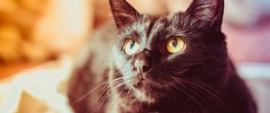 Preview wallpaper cat, black, glance, muzzle, pet