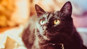 Preview wallpaper cat, black, glance, muzzle, pet