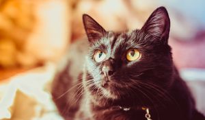 Preview wallpaper cat, black, glance, muzzle, pet