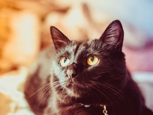 Preview wallpaper cat, black, glance, muzzle, pet