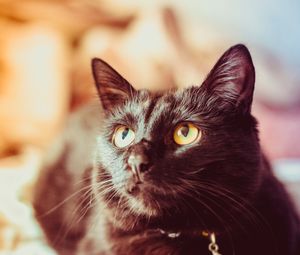 Preview wallpaper cat, black, glance, muzzle, pet