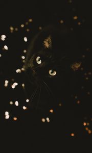 Preview wallpaper cat, black, glance, pet, animal