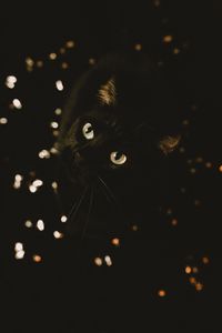 Preview wallpaper cat, black, glance, pet, animal