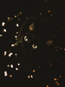 Preview wallpaper cat, black, glance, pet, animal