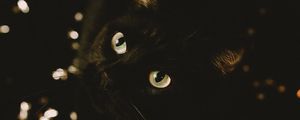 Preview wallpaper cat, black, glance, pet, animal