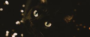 Preview wallpaper cat, black, glance, pet, animal