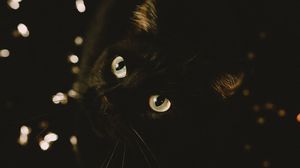 Preview wallpaper cat, black, glance, pet, animal