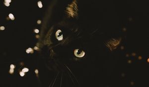 Preview wallpaper cat, black, glance, pet, animal