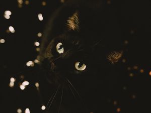 Preview wallpaper cat, black, glance, pet, animal