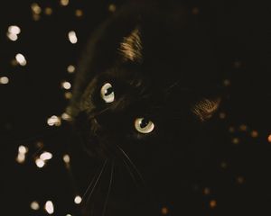 Preview wallpaper cat, black, glance, pet, animal