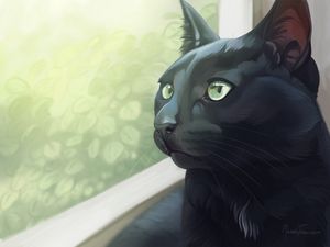 Preview wallpaper cat, black, glance, window, art