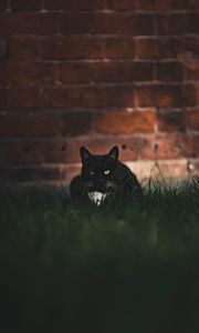 Preview wallpaper cat, black, glance, pet, grass
