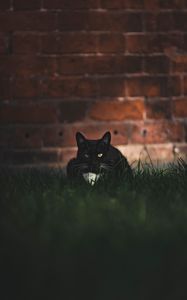 Preview wallpaper cat, black, glance, pet, grass