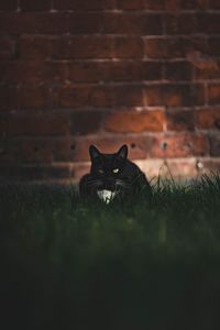 Preview wallpaper cat, black, glance, pet, grass