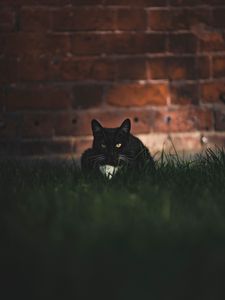 Preview wallpaper cat, black, glance, pet, grass