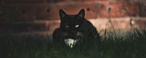 Preview wallpaper cat, black, glance, pet, grass