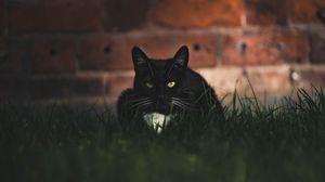 Preview wallpaper cat, black, glance, pet, grass