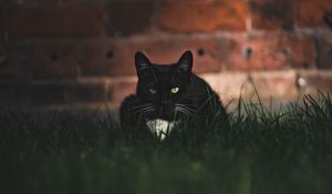 Preview wallpaper cat, black, glance, pet, grass