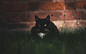 Preview wallpaper cat, black, glance, pet, grass