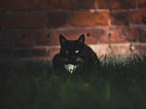 Preview wallpaper cat, black, glance, pet, grass
