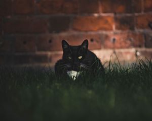 Preview wallpaper cat, black, glance, pet, grass