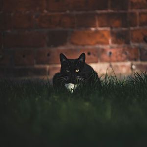 Preview wallpaper cat, black, glance, pet, grass