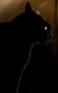 Preview wallpaper cat, black, glance, animal, dark