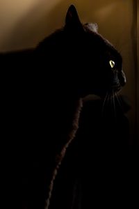 Preview wallpaper cat, black, glance, animal, dark