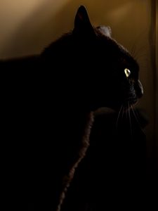 Preview wallpaper cat, black, glance, animal, dark