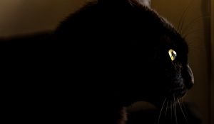 Preview wallpaper cat, black, glance, animal, dark