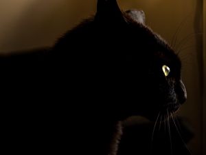 Preview wallpaper cat, black, glance, animal, dark