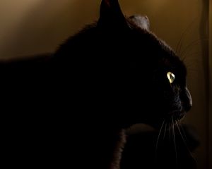 Preview wallpaper cat, black, glance, animal, dark