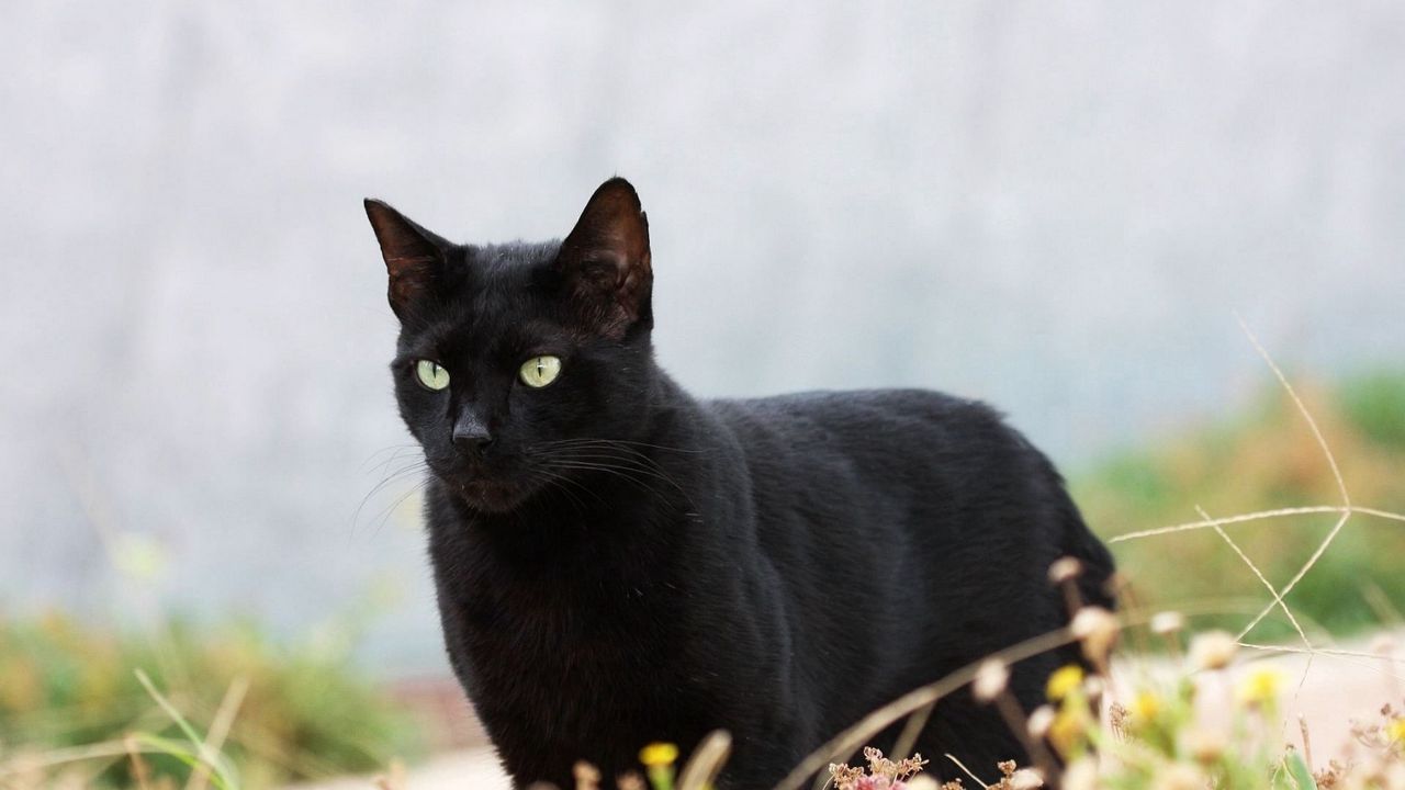 Wallpaper cat, black, grass, walk hd, picture, image