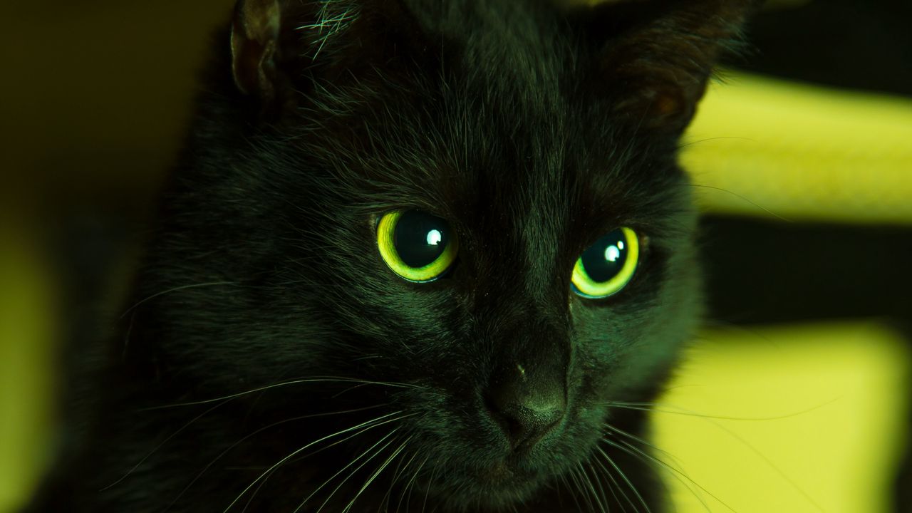 Wallpaper cat, black, looks, eyes, green