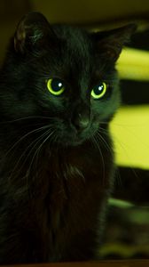 Preview wallpaper cat, black, looks, eyes, green