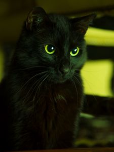 Preview wallpaper cat, black, looks, eyes, green