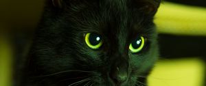 Preview wallpaper cat, black, looks, eyes, green