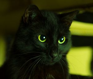 Preview wallpaper cat, black, looks, eyes, green