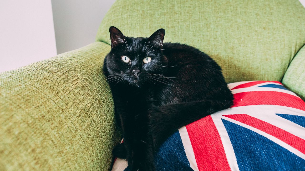 Wallpaper cat, black, lying, chair