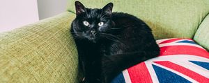 Preview wallpaper cat, black, lying, chair