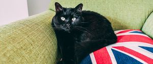Preview wallpaper cat, black, lying, chair